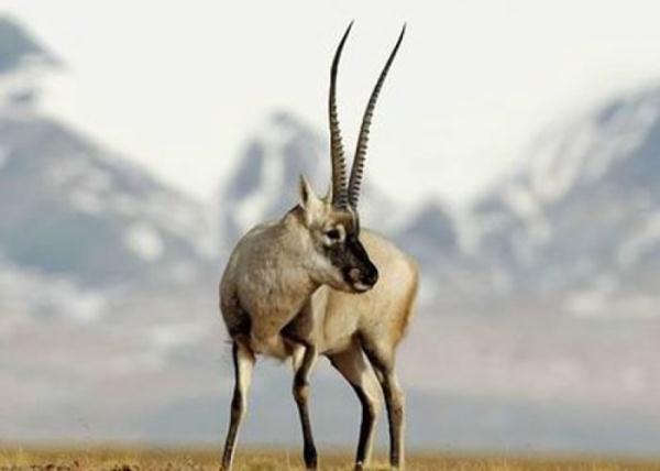 四川拍到雪豹金钱豹 四川拍到雪豹金钱豹